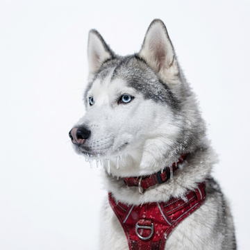 k9_ares