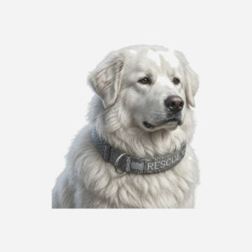 Leo, pastore maremmano abruzzese